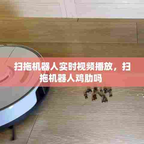 扫拖机器人实时视频播放,扫拖机器人鸡肋吗