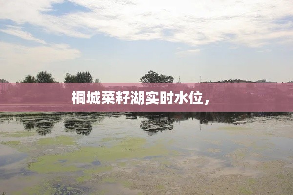 桐城菜籽湖实时水位,