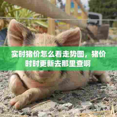 实时猪价怎么看走势图，猪价时时更新去那里查啊 