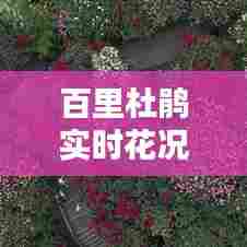 百里杜鹃实时花况怎么走,百里杜鹃实时动态