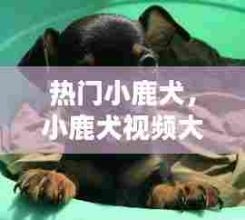 热门小鹿犬,小鹿犬视频大全