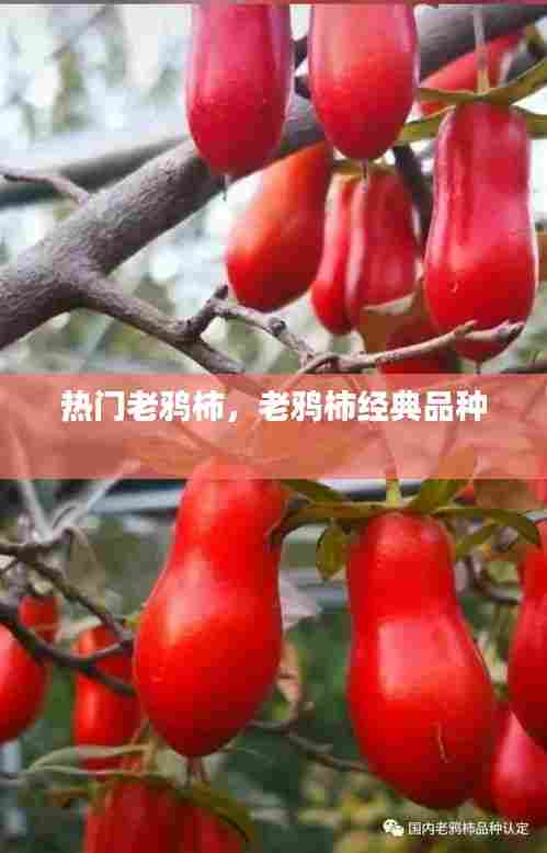 热门老鸦柿,老鸦柿经典品种