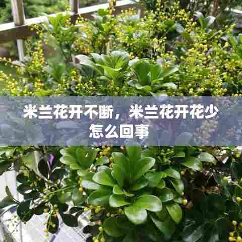米兰花开不断，米兰花开花少怎么回事 