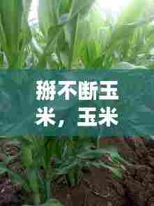 掰不断玉米,玉米丫掰好还是不掰好