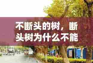 不断头的树,断头树为什么不能种
