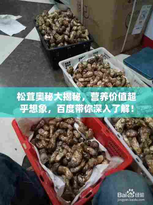 松茸奥秘大揭秘,营养价值超乎想象,百度带你深入了解!