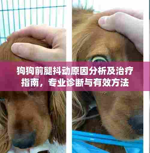 狗狗前腿抖动原因分析及治疗指南,专业诊断与有效方法