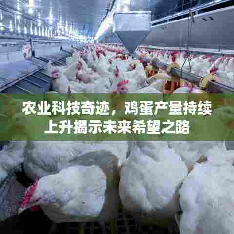 农业科技奇迹,鸡蛋产量持续上升揭示未来希望之路