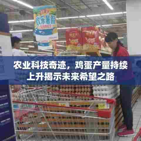 农业科技奇迹,鸡蛋产量持续上升揭示未来希望之路