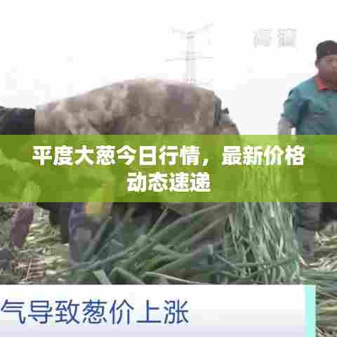 平度大葱今日行情，最新价格动态速递