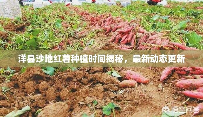 洋县沙地红薯种植时间揭秘，最新动态更新