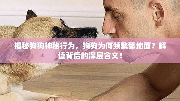揭秘狗狗神秘行为,狗狗为何频繁舔地面?解读背后的深层含义!