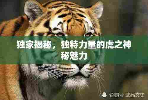 独家揭秘，独特力量的虎之神秘魅力