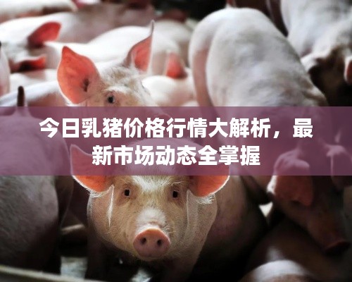 今日乳猪价格行情大解析,最新市场动态全掌握