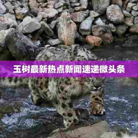 玉树最新热点新闻速递微头条