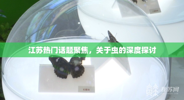 江苏热门话题聚焦,关于虫的深度探讨