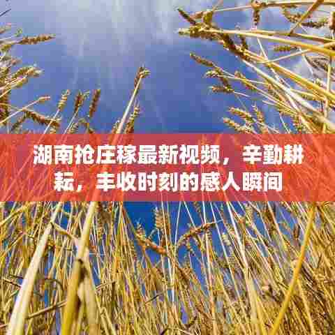湖南抢庄稼最新视频,辛勤耕耘,丰收时刻的感人瞬间