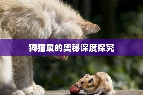 狗猫鼠的奥秘深度探究