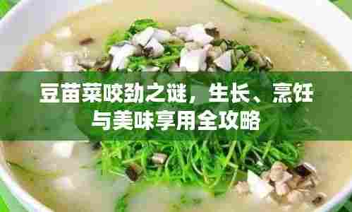 豆苗菜咬劲之谜,生长、烹饪与美味享用全攻略
