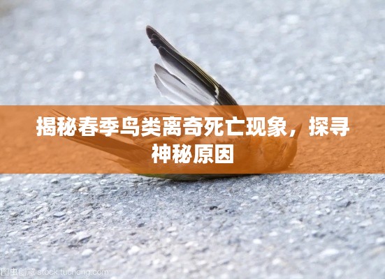 揭秘春季鸟类离奇死亡现象,探寻神秘原因