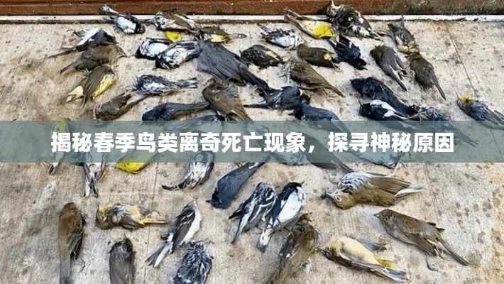 揭秘春季鸟类离奇死亡现象,探寻神秘原因