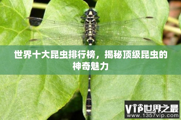 世界十大昆虫排行榜,揭秘顶级昆虫的神奇魅力