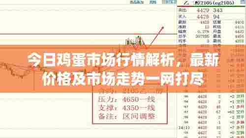 今日鸡蛋市场行情解析,最新价格及市场走势一网打尽