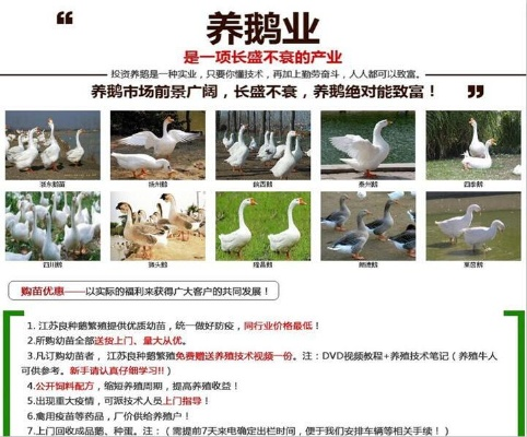 知音 版本跟养鹅官方下载,适用实施策略 交互版_v10.402